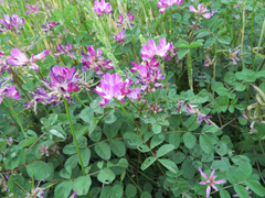 Astragalus sinicus