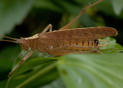 Docidocercus sagittatus