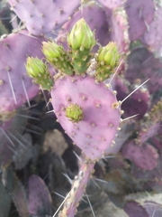 Opuntia santa-rita