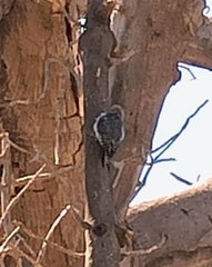 Melanerpes uropygialis