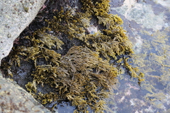 Xiphophora chondrophylla