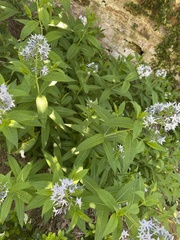 Amsonia ciliata