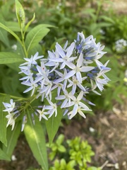 Amsonia ciliata