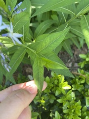 Amsonia ciliata