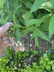 Amsonia ciliata