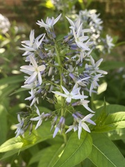 Amsonia ciliata