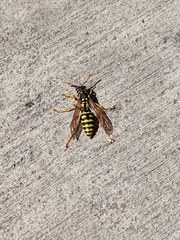 Polistes dominula