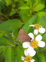 Arzecla tucumanensis