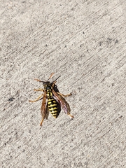 Polistes dominula
