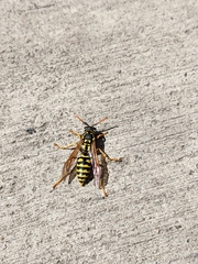 Polistes dominula
