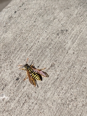 Polistes dominula