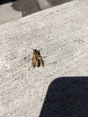 Polistes dominula
