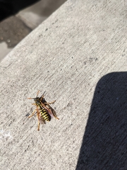 Polistes dominula