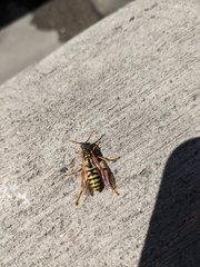 Polistes dominula