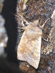 Eupsilia tristigmata