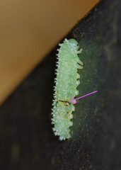 Periclista