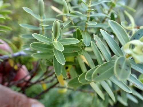 Veronica glaucophylla, photograph 3