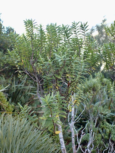 Veronica glaucophylla, photograph 4
