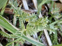 Pimelea pseudolyallii