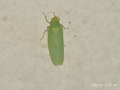 Onega bracteata