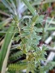 Pimelea pseudolyallii