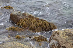 Xiphophora chondrophylla