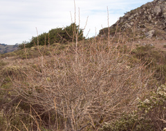 Crataegus gaylussacia