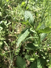 Verbena brasiliensis