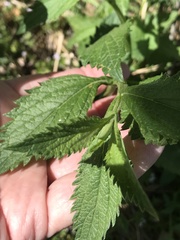 Verbena brasiliensis