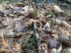 Equisetum scirpoides