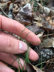 Equisetum scirpoides