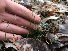 Equisetum scirpoides