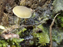 Simocybe phlebophora