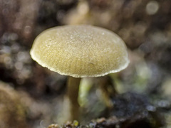 Simocybe phlebophora