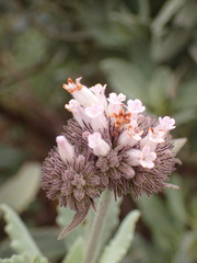 Eriodictyon traskiae