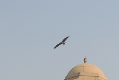 Milvus migrans