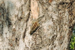 Funambulus pennantii