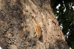 Funambulus pennantii