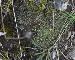 Riccia beyrichiana