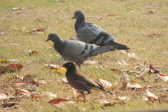 Acridotheres tristis