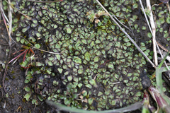 Riccia beyrichiana