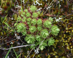 Saxifraga cespitosa