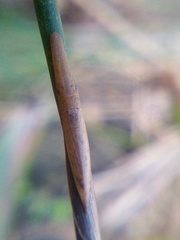 Paracephaleus hudsoni