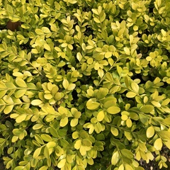 Buxus sinica