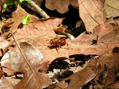 Teuchocnemis bacuntius