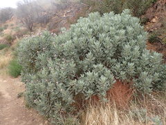 Eriodictyon traskiae