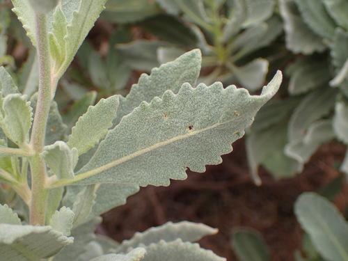 Image of Eriodictyon traskiae by (c) George Williams, some rights reserved (CC BY)