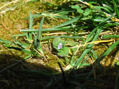 Veronica arvensis