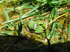 Veronica arvensis