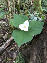 Callipetalon